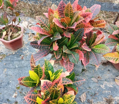 resized-1-251119192JS54.jpg resized-1-251119192JS54.jpg