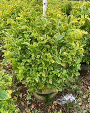 resized-1-25111919232Q45.jpg resized-1-25111919232Q45.jpg