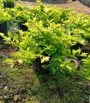 resized-1-251119192324W3.jpg resized-1-251119192324W3.jpg