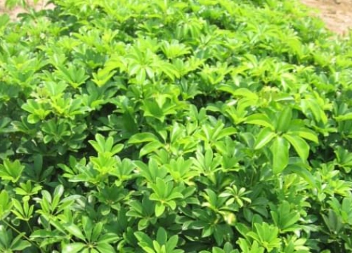 resized-1-2511191Z943411.jpg resized-1-2511191Z943411.jpg