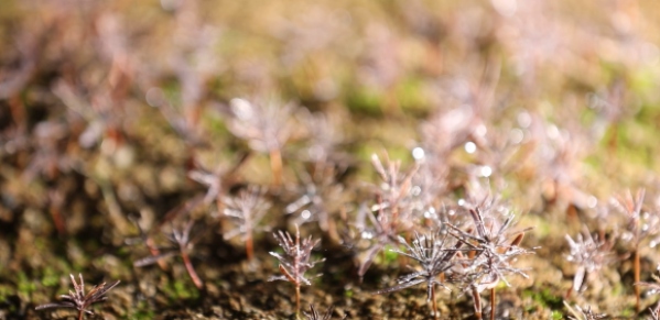 如皋花木园艺师：从盆景艺术到乡村振兴的劳务品牌