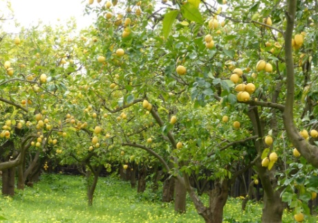 园艺创意:让你的花园充满色彩的植物选择 resized-微信图片_20251201095908_1010_39.jpg