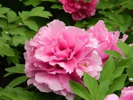 园艺创意:让你的花园充满色彩的植物选择 resized-微信图片_20251201095908_1008_39.jpg