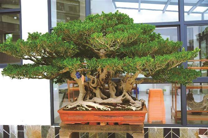 全国首座闽派盆景专类公园在厦亮相,杏东公园二期开放,百年榕树《两岸乡情》镇园,近五百盆精品集中展示 全国首座闽派盆景主题专类公园开放